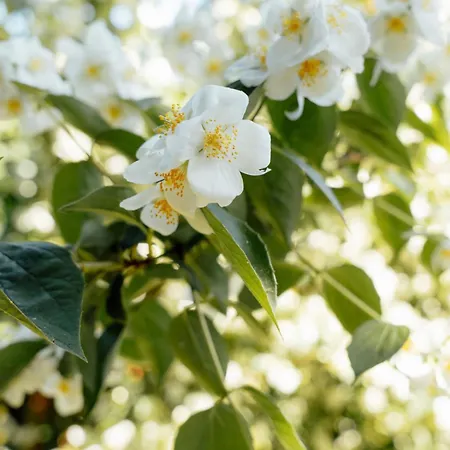 Maison Au Coeur De بيت ضيافة تارْب